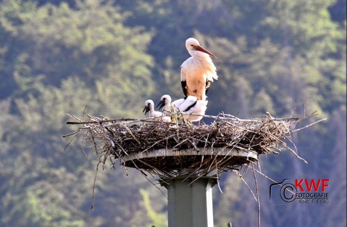Ferienwohnung Storchennest Eisfeld Dış mekan fotoğraf